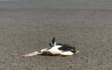 Dead pelicans have been found around Bushells Lagoon and will form part of the council's investigation. Facebook: Richie Benson