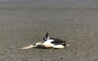 Dead pelicans have been found around Bushells Lagoon and will form part of the council's investigation. Facebook: Richie Benson