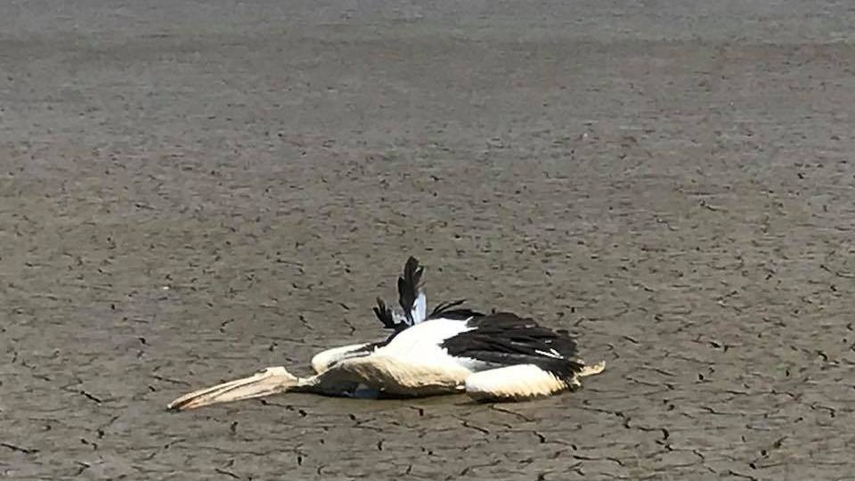 Dead pelicans have been found around Bushells Lagoon and will form part of the council's investigation. Facebook: Richie Benson