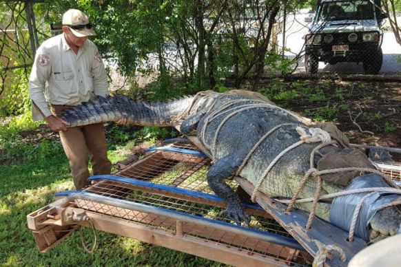 crocodile relocation