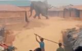 elephant refugee camp