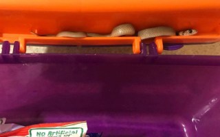 snake in lunchbox