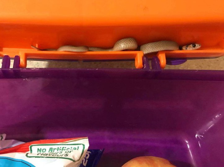snake in lunchbox