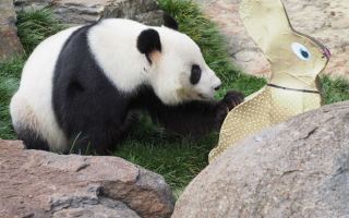 Panda's Easter treat