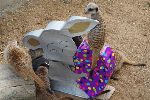 Meerkats at Adelaide Zoo
