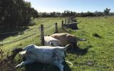 Cattle killed by a single lightning strike in Beaudesert