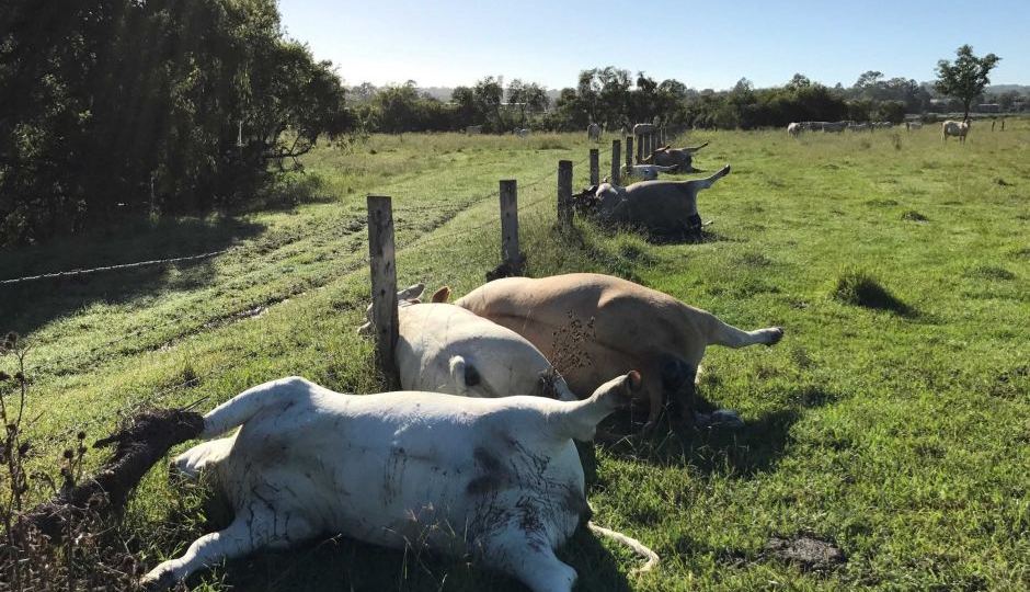 Cattle killed by a single lightning strike in Beaudesert