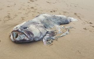 Fish found washed up on beach at Bundaberg