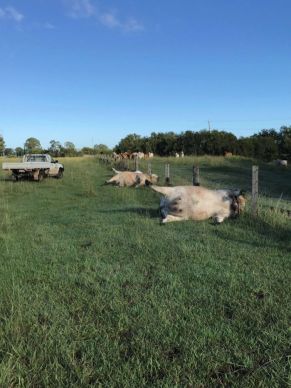 Freak accident- cows killed by a lightning strike