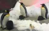 King penguin