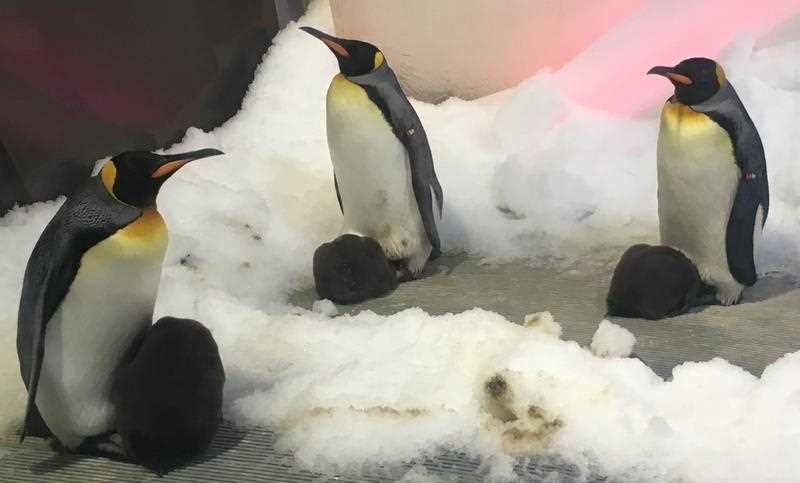 King penguin