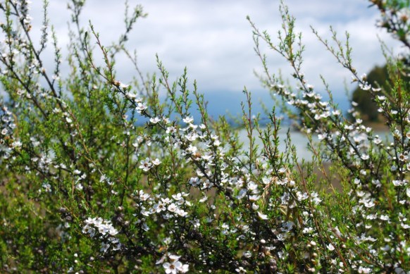Manuka-honey-science