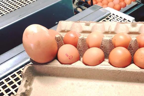 Really big egg