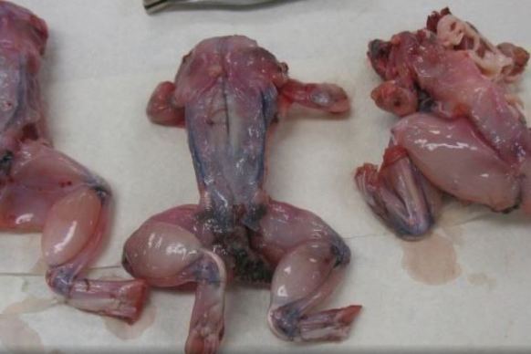 Skinned frogs intercepted from entering the country