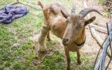 disabled animal farm queensland