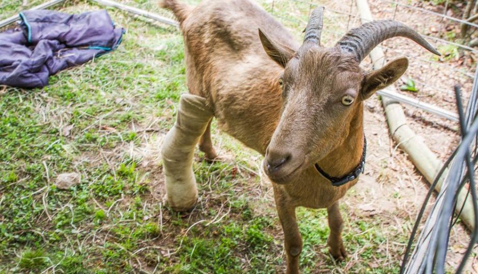 disabled animal farm queensland