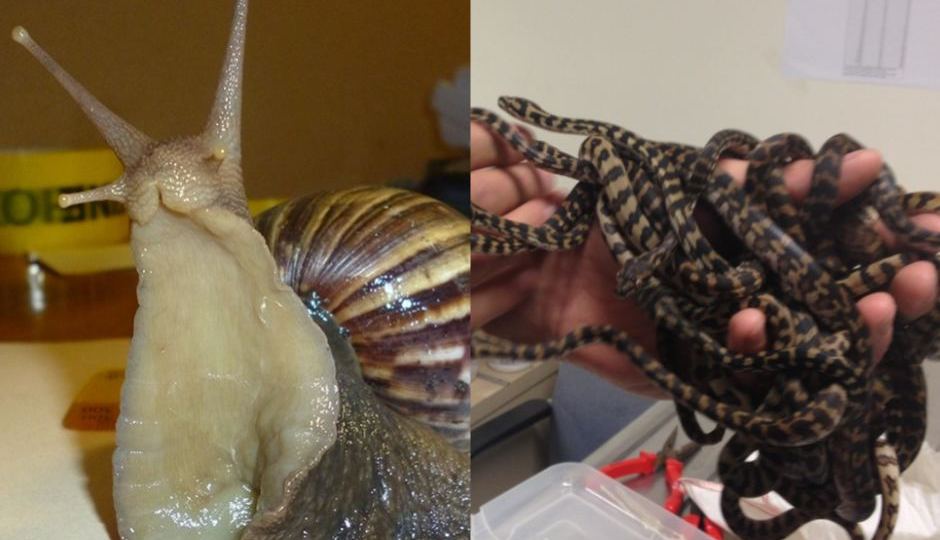 giant African snail and illegal reptile