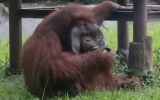 orangutan smoking