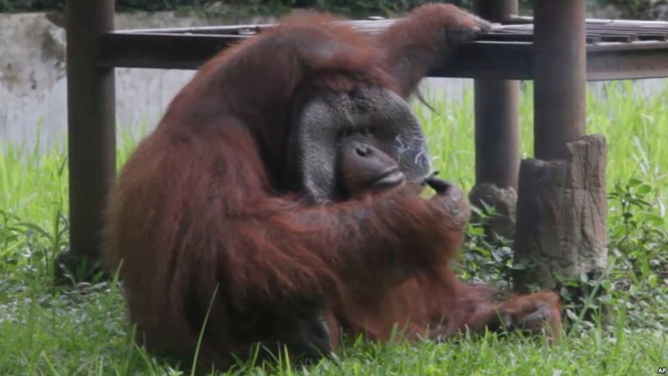 orangutan smoking