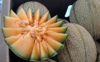 rockmelon