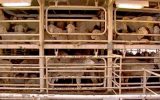The harsh reality of a live exporter