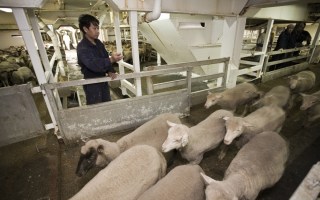 Live exports cause widespread debate amongst Australians.