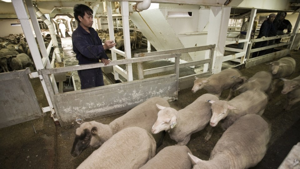Live exports cause widespread debate amongst Australians.