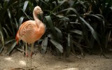 adelaide zoo female flamingo