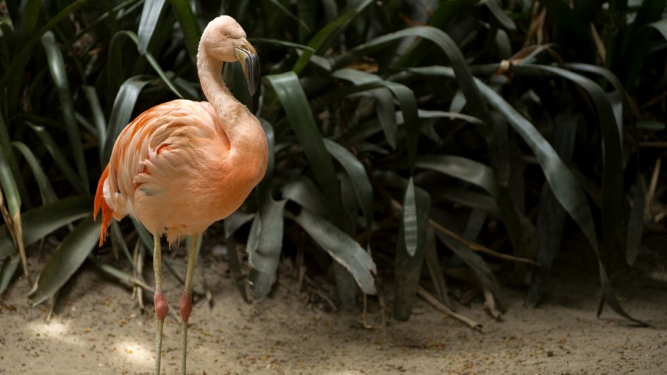 adelaide zoo female flamingo
