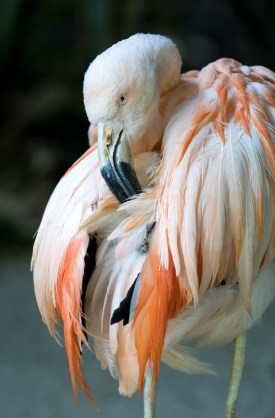flamingo dead adelaide zoo