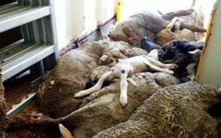 sheep live export 60 minutes