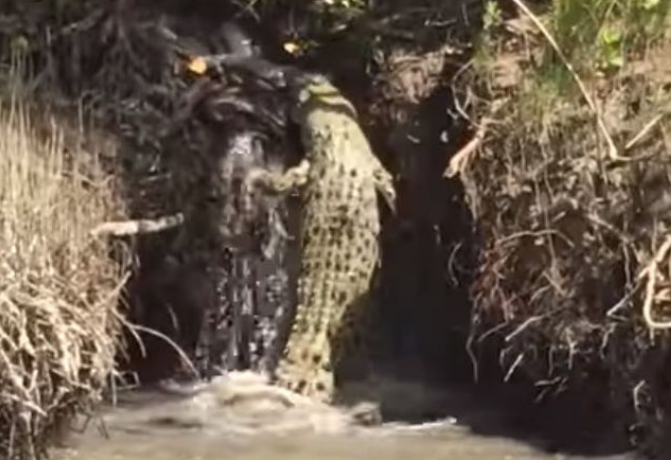 crocodile waterfall