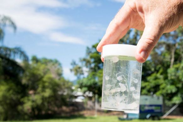 Captured irukandji jellyfish