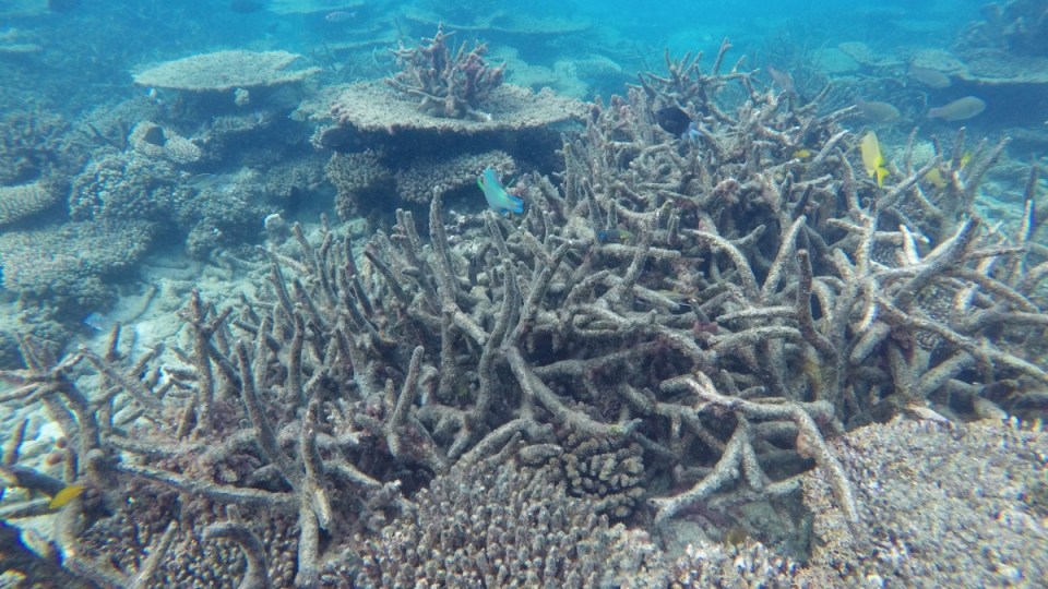 Great Barrier Reef