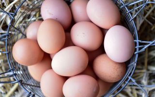 Fresh eggs in a basket