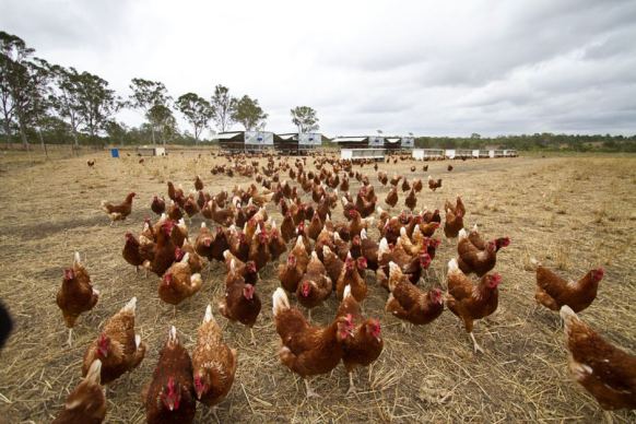 Flock of chickens in a paddock on a farm in Calliope in central Qld