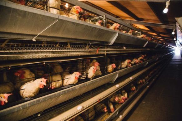 Caged hens at Werribee GOOD GENERIC