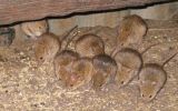 mice
