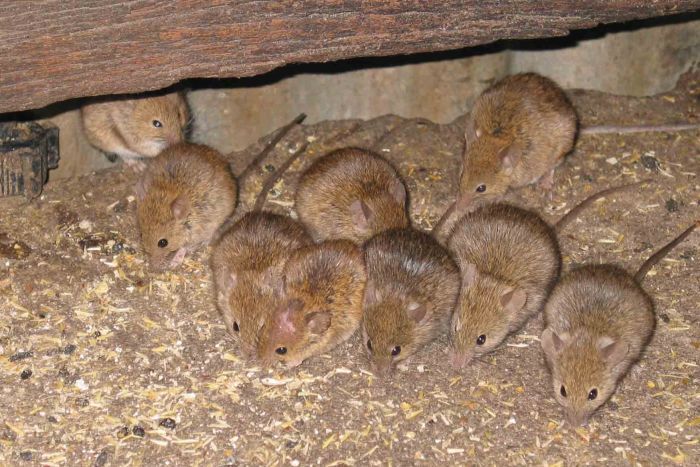 mice