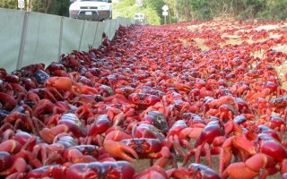 Christmas Island Australian tourism