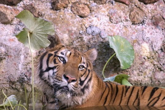 Thailand's Tiger Temple was closed in 2016 amid animal welfare concerns.