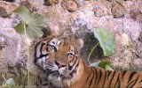 ethical tourism Asia