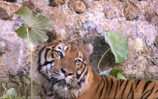 ethical tourism Asia