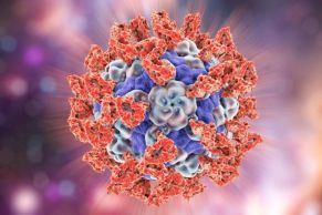Parechovirus
