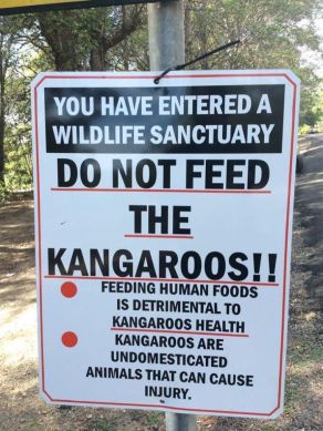 kangaroos