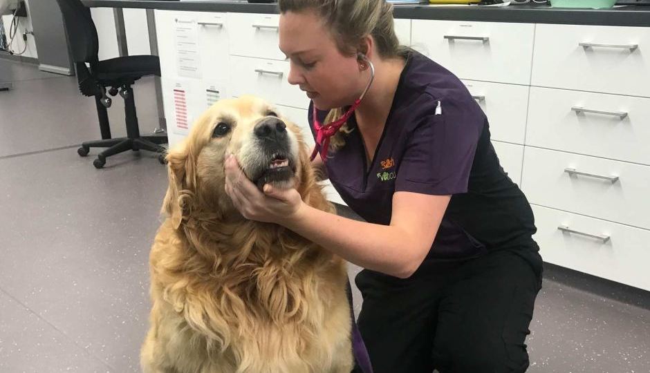 chiko getting his heart checked