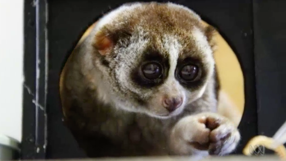 Slow loris