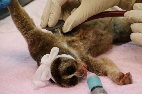 Slow loris medical check