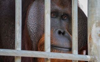 Close up of Jono in his new temporary cage at the Orangutan Foundation International