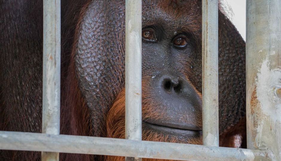 Close up of Jono in his new temporary cage at the Orangutan Foundation International